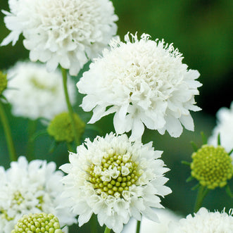 Scabiosa Snow Maiden