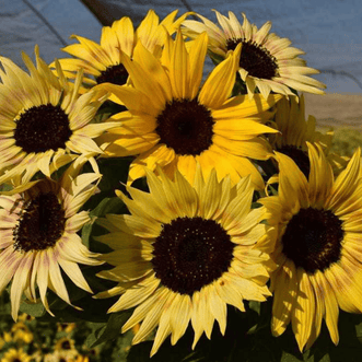 Kings Seeds Flower Sunflower Tinies F1