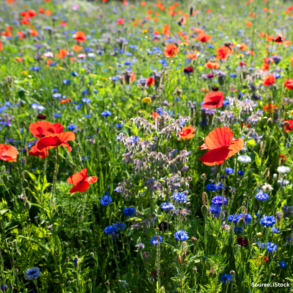 bulk wildflower seeds nz Wildflower Pollinator Blend