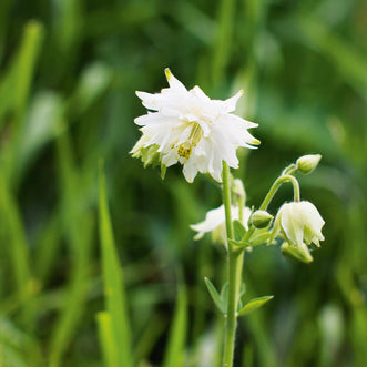 Aquilegia White Barlow