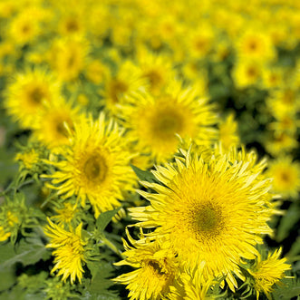 Sunflower Lemon Cutie F1 (treated seed)