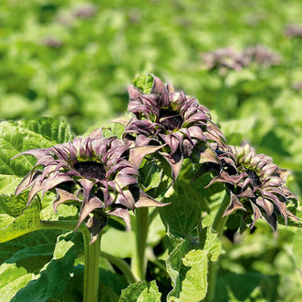 Sunflower Sunfill Purple F1 (treated seed)