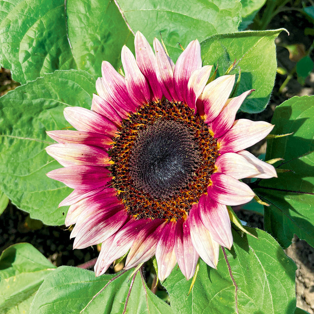 Buy Sunflower Ruby Eclipse F1 (treated seed) by Kings Seeds NZ online ...