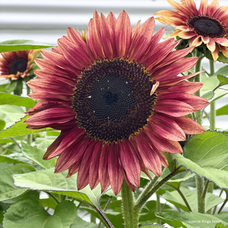 Sunflower Ruby Eclipse F1 (treated seed)