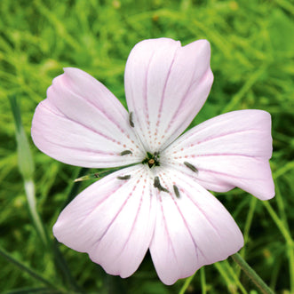 Agrostemma Light Rose