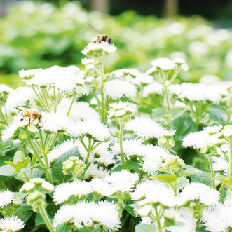 Ageratum Bouquet White