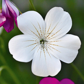 Agrostemma Ocean Pearls