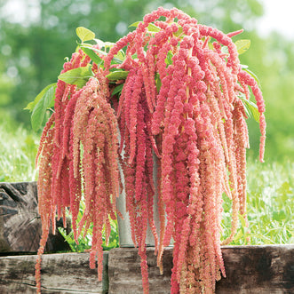 Amaranthus Coral Fountain