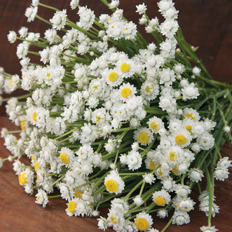 Ammobium Winged Everlasting