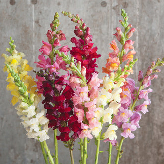 Antirrhinum Rocket Mix F1