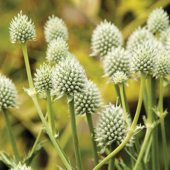 Eryngium Silver Salentino
