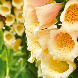 Foxglove Dalmatian Peach F1