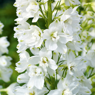Larkspur White