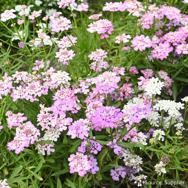Candytuft Dwarf Fairy Mix - 250 Seeds - Beautiful Low Candytuft Dwarf Fairy Mix - 250 Seeds - Beautiful Low