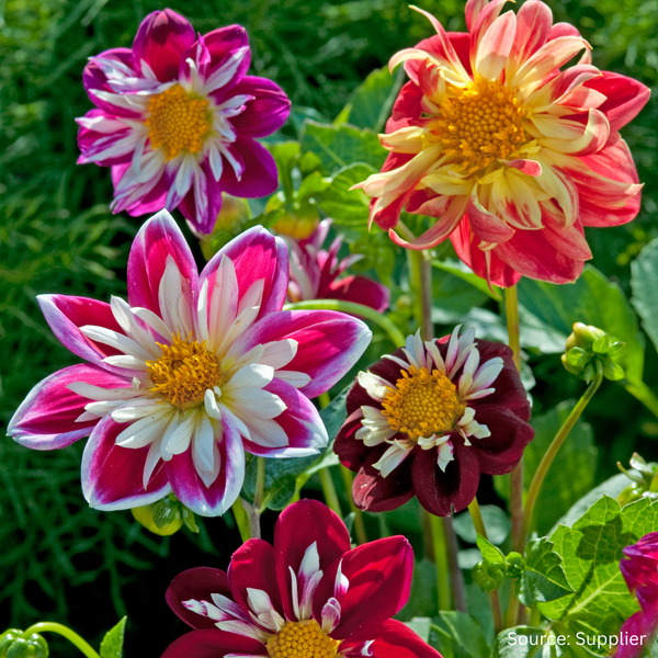 Buy Dahlia Dandy by Kings Seeds NZ online - Kings Seeds NZ