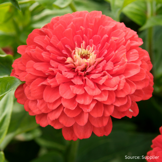 Zinnia Coral Beauty