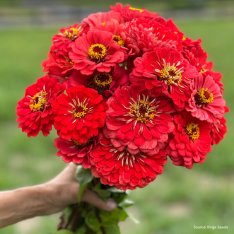 Zinnia Coral Beauty
