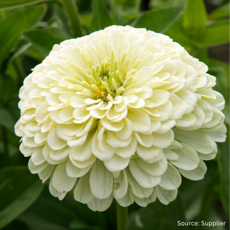 Zinnia Isabellina