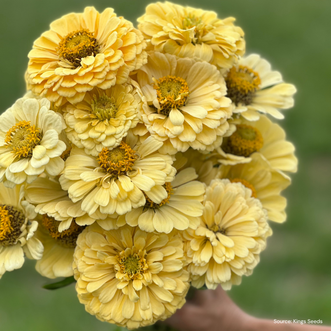 Zinnia Isabellina