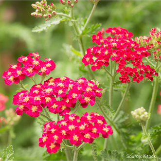 Achillea Cassis