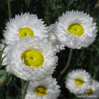 Helipterum White