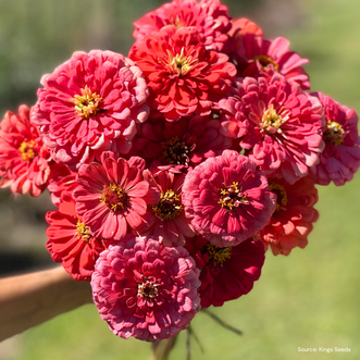 Zinnia Eldorado