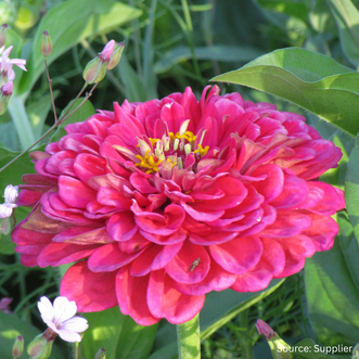 Zinnia Exquisite