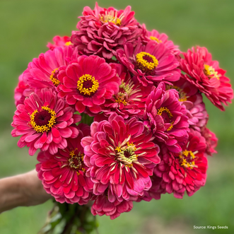 Zinnia Exquisite