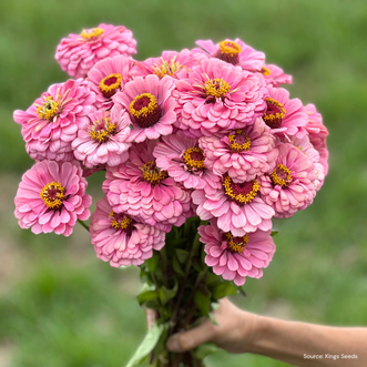Zinnia Luminosa