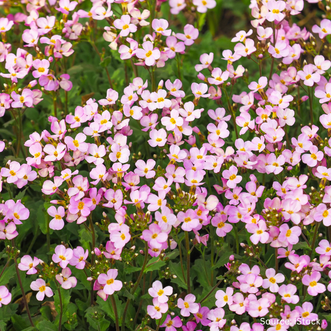 Arabis Rosea