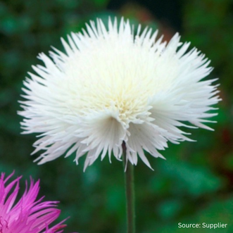 Centaurea The Bride