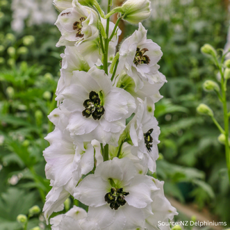 Delphinium Black Eyed Angels F1