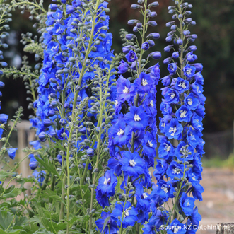 Delphinium Cobalt Dreams F1
