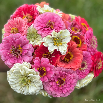 Zinnia Candy Floss Mix