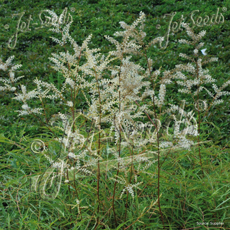 Aruncus Whirlwind