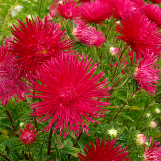 Aster Nova Scarlet