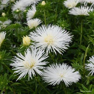 Aster Nova White
