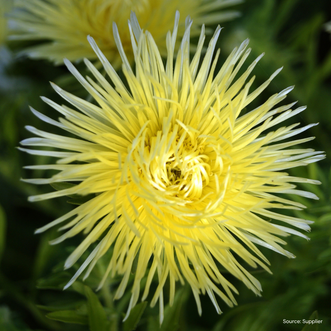 Aster Nova Yellow