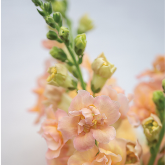 Antirrhinum Double Frappe Apricot