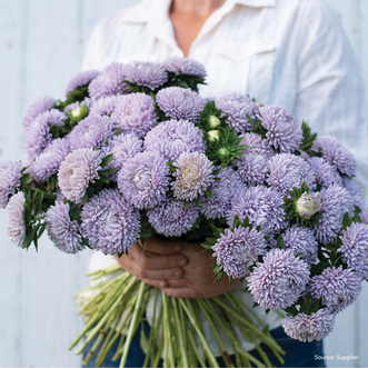 Aster Lady Coral Lavender