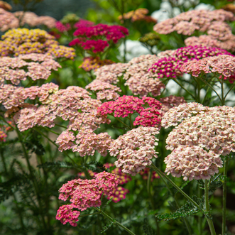 Achillea Summer Berries F2