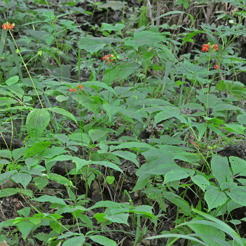 Buy Ginseng by Kings Seeds NZ online