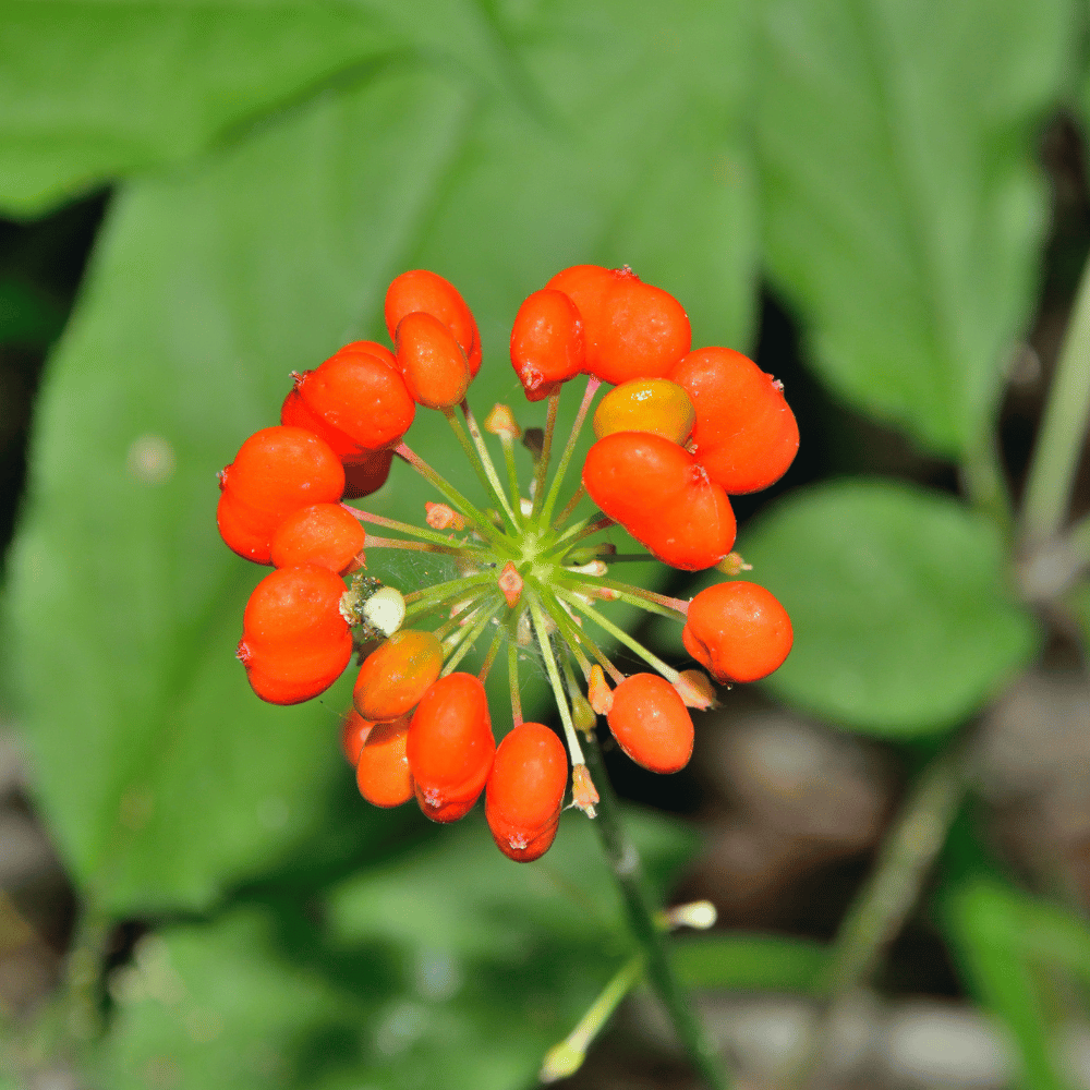 Buy Ginseng by Kings Seeds NZ online