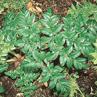 Kings Seeds Herb Angelica Shiny Leaf