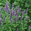 Kings Seeds Herb Anise Hyssop