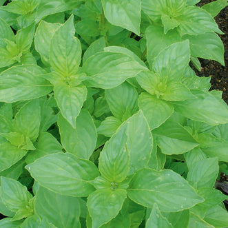 Basil Mrs Burns Lemon