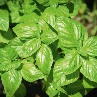 Basil Primo Genovese