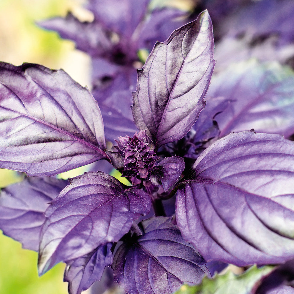 Buy Basil Red Rubin by Kings Seeds NZ online - Kings Seeds NZ