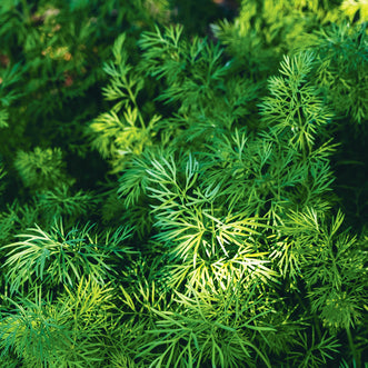 Dill Lena