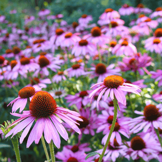 Echinacea Purple Coneflower